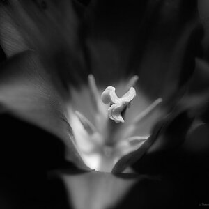 X stempel einer lila Tulpe v bw web