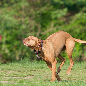 Wittener Hundewiese mit geschlossenen Augen