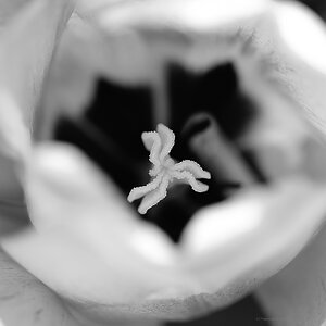 X in the tulip bw web