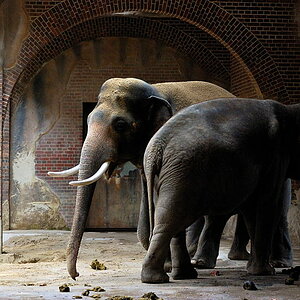 Thread: Zootiere