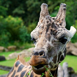 Thread: Auch Tiere haben Gesichter ....