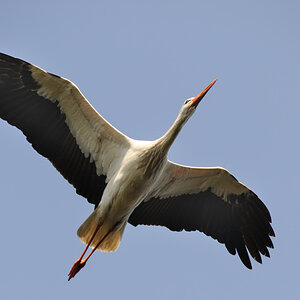 Storch
Tiergarten Nürnberg