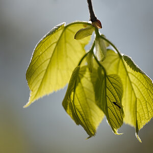 20110416 151341  3 Kopie 1