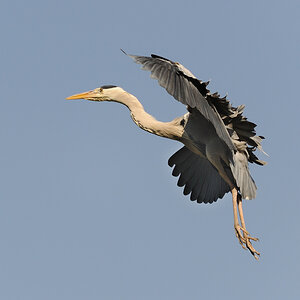 Anflug