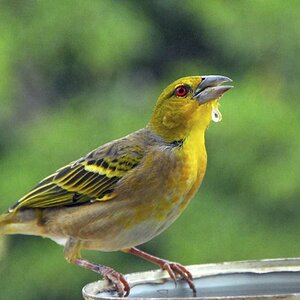 Webervogel Senegal
