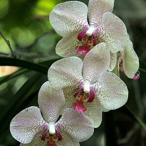 DSC 2268 Orchidee Macro Forum