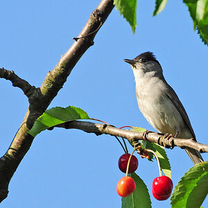 2011 05 19 DSC 1679 1000