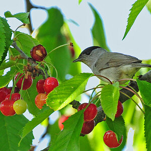 2011 05 19 DSC 1677 1000