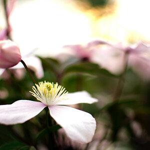 Clematis