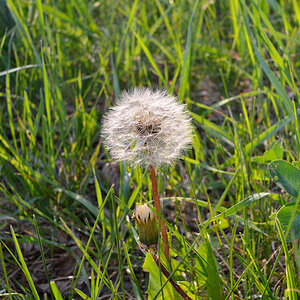 AI-Nikkor 28/3.5 bei 30 cm Motivabstand