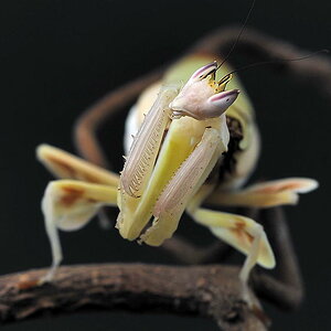 Hymenopus coronatus (Orchideenmantis)