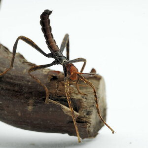 Extatosoma tiaratum (Gespensterschrecke)