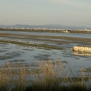Albufera