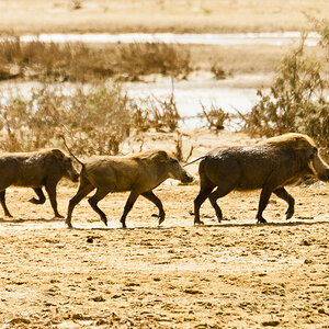 Warzenschwein Sau mit Ferkeln. Aufgenommen am Senegal River, mauretanische Seite.