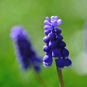 Traubenhyazinthe (Muscari negelctum)