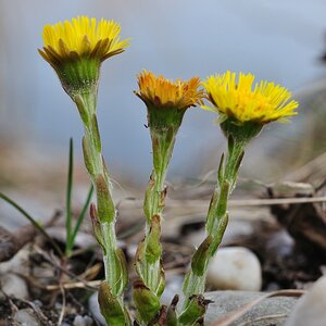 Huflattich (Tussilago farfara)