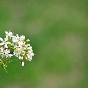 Blüten #1