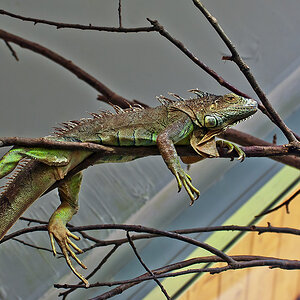 2110420 5150 Echse Zoo Linz 950h