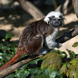 2110420 5164 Affe Zoo Linz
