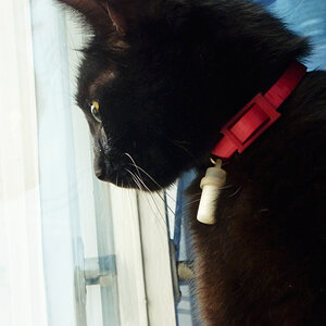 Feli the Cat