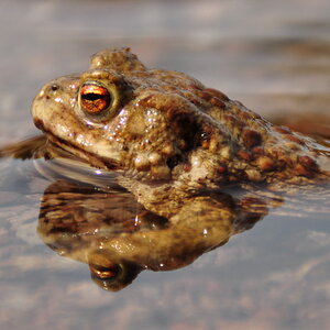 Frosch im Wasser