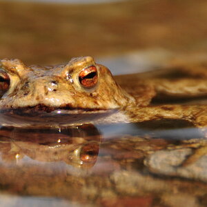 Frosch Macro