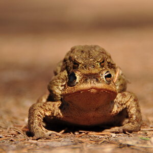 Froschpaarung