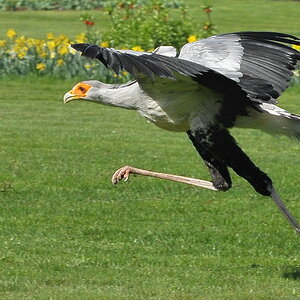 D30 7657f2: Sekretär; Vogelpark Walsrode