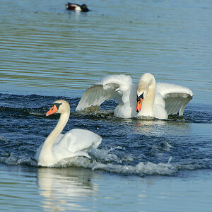 20110410 25396 [NIKON D2Xs] 550 mm,1 320 Sek. bei ƒ   8,0
