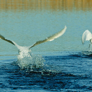 20110410 25449 [NIKON D2Xs] 420 mm,1 320 Sek. bei ƒ   8,0