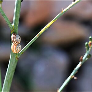 Ses Salines   Schnecken