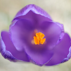 Krokus 01