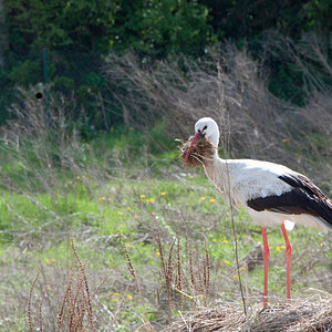 Storch3