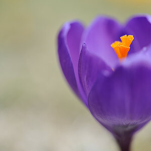 Krokus 03