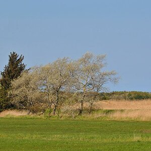 Landschaft Fischland Darß - Nähe Meiningenbrücke, Mai 2011
