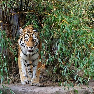 in seinem Dschungel
Tiger Tiergarten Nürnberg