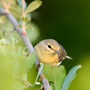 20110521 2533 [NIKON D5100] 500 mm,1 250 Sek. bei ƒ   8,0