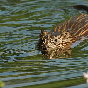 Nutria
D2X 3614 crop web