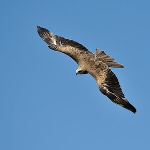 X Adler im Anflug