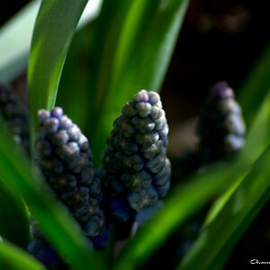 frueling