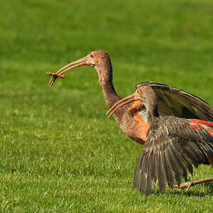 D30 7679f: Rote Ibisse; Vogelpark Walsrode