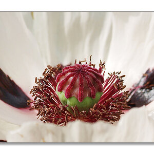 weisser mohn