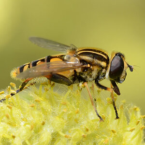 Helophilus pendulus ist eine häufige Schwebfliege, die gerne im Frühjahr auf Weiden Pollen frisst.