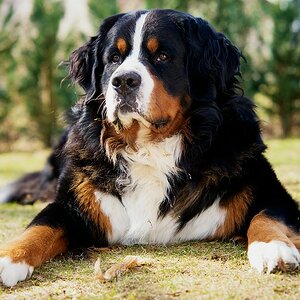 Für den Thread Hundstage