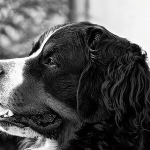 Für den Thread Hundstage - Variante 2