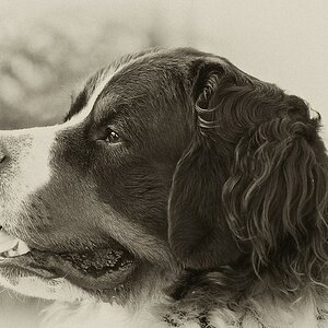 Für den Thread Hundstage - Variante 1
