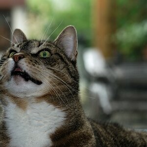 Thread: Zeigt her Eure Katzen!