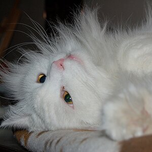 Bobbel chillen