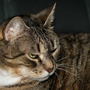 Thread: Zeigt her Eure Katzen!