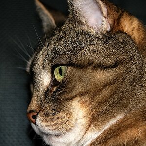 Thread: Zeigt her Eure Katzen!